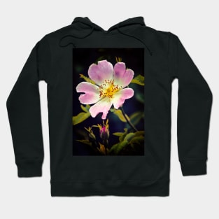 A Wild Rose Hoodie